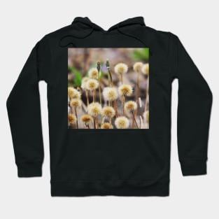 Seedheads Hoodie